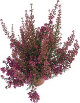 Erica gracilis - roze/rode dopheide - 6 planten - potmaat 11 cm