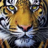 Golden Tiger Face-Sunsout