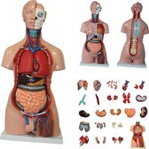 Het menselijk lichaam - anatomie model torso met organen, 40-delig, 85 cm