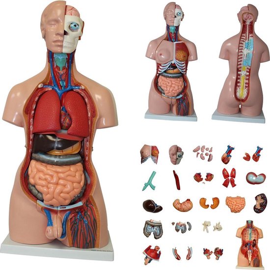 Het menselijk lichaam - anatomie model torso met organen, 40-delig, 85 cm |  bol.com