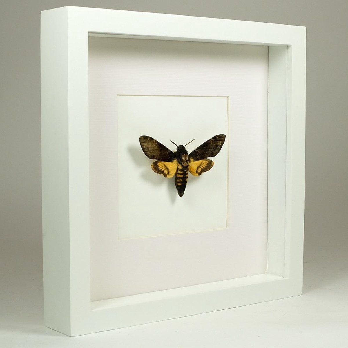 Opgezette Vlinder in Witte Lijst - Papilio Ulysses