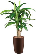 HTT - Kunstplant Dracaena Fragans in Genesis rond bruin H120 cm