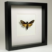 Opgezette vlinder in zwarte lijst - Idea leuconoe obscura