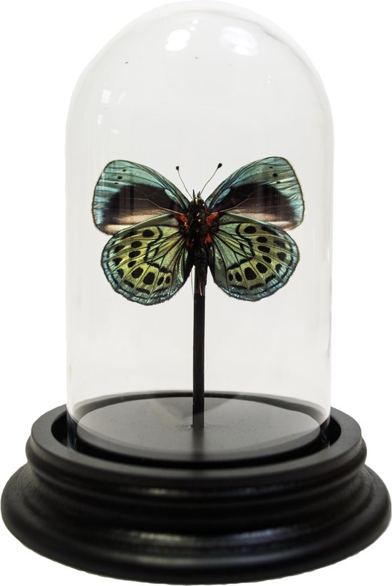 Opgezette vlinder in glazen stolp - Callithea leprieuri