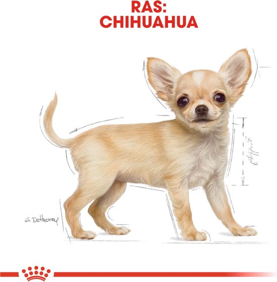 Royal Canin Dog Chihuahua 30 500gram - Royal Canin