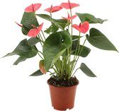 Anthurium - Flamingoplant roze ↑ 40-45cm - Ø 12cm