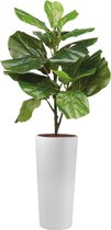 HTT - Kunstplant Ficus Lyrata in Clou rond wit H115 cm