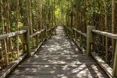 Dimex Mangrove Forest Vlies Fotobehang 375x250cm 5-banen