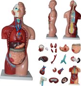 Het menselijk lichaam - anatomie model torso met organen, 18-delig, 42 cm