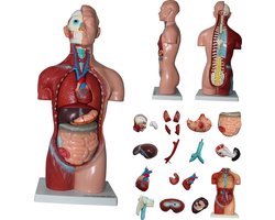 HeineScientific Menselijk lichaam anatomie model torso met organen - 18-delig