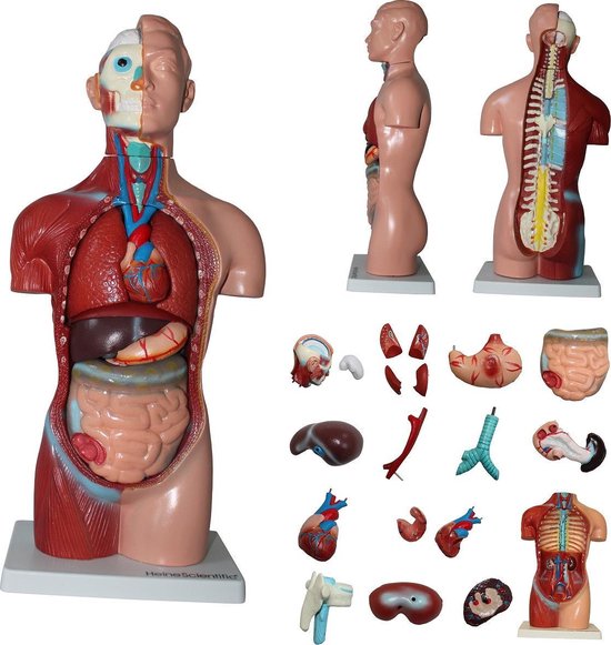 Ongebruikt bol.com | Het menselijk lichaam - anatomie model torso met organen QH-21