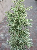 Gardenmarketplace Kamerplanten Ficus Benjamina Variegata, Witbont, 90 tot 110 cm