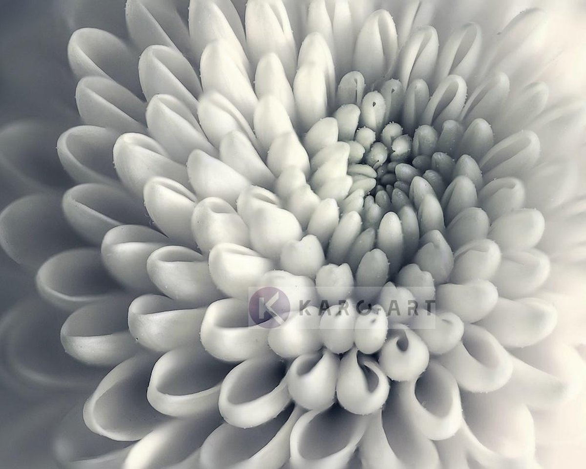 karo-art Schilderij - Chrysant bloem , Zwart wit , 3 maten , Premium print Multikleur