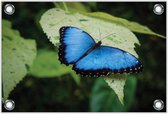 Tuinposter –Blauw / Zwarte Vlinder– 150x100 Foto op Tuinposter (wanddecoratie voor buiten en binnen)