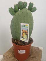 Opuntia ficus indica - cactus disque - taille du pot 17 cm - hauteur de la plante 45 cm - Plants By Suus