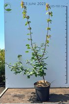 Acer campestre - Spaanse aak - Buitenplant