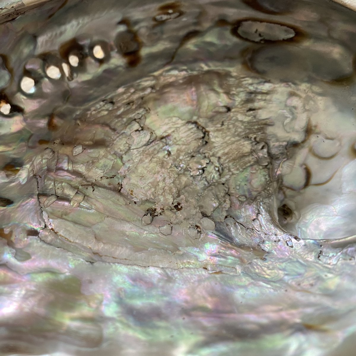 Smudgeset Abalone schelp - Witte Salie - Palo Santo - Smudge - Reinigend - Positiviteit - Thuis - Interieur - Decoratie - Sfeerfilmpje — cadeau in Cadeau-ideeën - foto 7