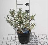 Salix helvetica - Zwitserse Bolwilg, Zwitserse Dwergwilg 25 - 30 cm in pot