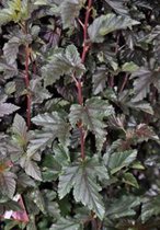Physocarpus opulifolius 'Red Baron' - Blaasspirea, Sneeuwbalspirea 30 - 40 cm in pot