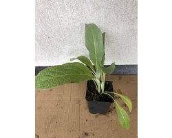6 x Cynara cardunculus - Kardoen - pot 9 x 9 cm