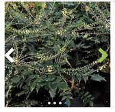 Mahonia japonica - Mahoniestruik, Hulstberberis 50 - 60 cm in pot