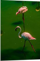 PVC Schuimplaat- Groepje Flamingo's Staand in Groenkleurig Water - 70x105 cm Foto op PVC Schuimplaat
