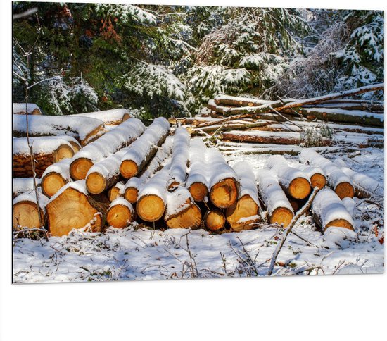 Dibond - Bomen - Bossen - Sneeuw - Boomstammen - Hout - 100x75 cm Foto op Aluminium (Met Ophangsysteem)