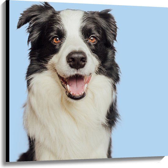 Canvas - Zwart met Witte Bordercollie Hond tegen Lichtblauwe Achtergrond - 100x100 cm Foto op Canvas Schilderij (Wanddecoratie op Canvas)