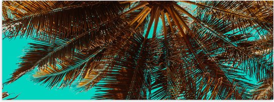Poster Glanzend – Bomen - Boomstam - Palmbomen - Bladeren - Tropisch - 60x20 cm Foto op Posterpapier met Glanzende Afwerking