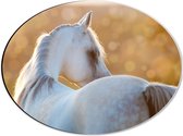 Dibond Ovaal - Zonnestralen Vallend op Rug van Witte Arabier Paard - 40x30 cm Foto op Ovaal (Met Ophangsysteem)