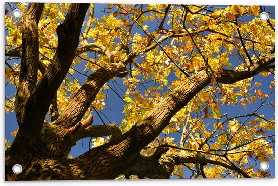 Tuinposter – Boom - Herfst - Bladeren - Takken - 60x40 cm Foto op Tuinposter (wanddecoratie voor buiten en binnen)