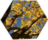 Dibond Hexagon - Boom - Herfst - Bladeren - Takken - 30x26.1 cm Foto op Hexagon (Met Ophangsysteem)