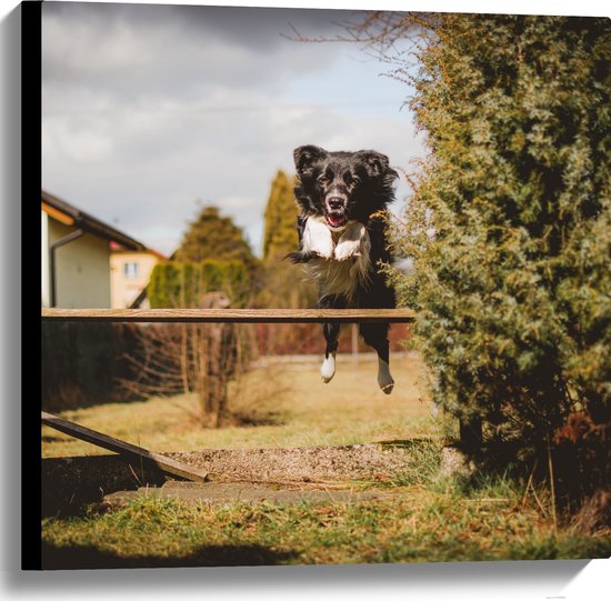 Canvas - Dieren - Hond - Tuin - Planten - Springen - 60x60 cm Foto op Canvas Schilderij (Wanddecoratie op Canvas)