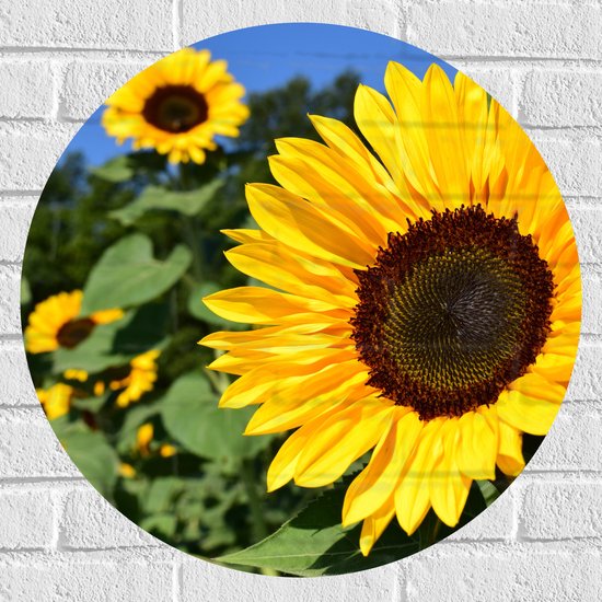 Muursticker Cirkel - Bloemen - Zonnebloemen - Kleuren - Natuur - 60x60 cm Foto op Muursticker
