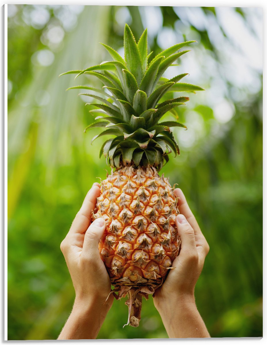 PVC Schuimplaat- Verse tropische Ananas in Mensenhanden - 30x40 cm Foto op PVC Schuimplaat