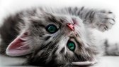 Cat Kitten Photo Wallcovering