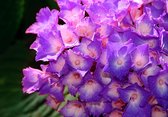 Flowers Hydrangea Purple Photo Wallcovering