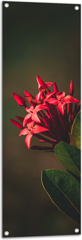 Tuinposter – Achter de Geranium Bloemen aan Plant - 40x120 cm Foto op Tuinposter (wanddecoratie voor buiten en binnen)
