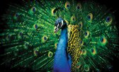 Peacock Bird Feathers Photo Wallcovering