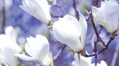 Fotobehang Vlies | Bloemen, Magnolia | Wit | 368x254cm (bxh)