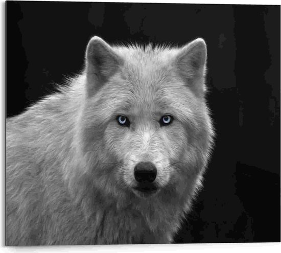 Schilderij Witte wolf 40x50 cm