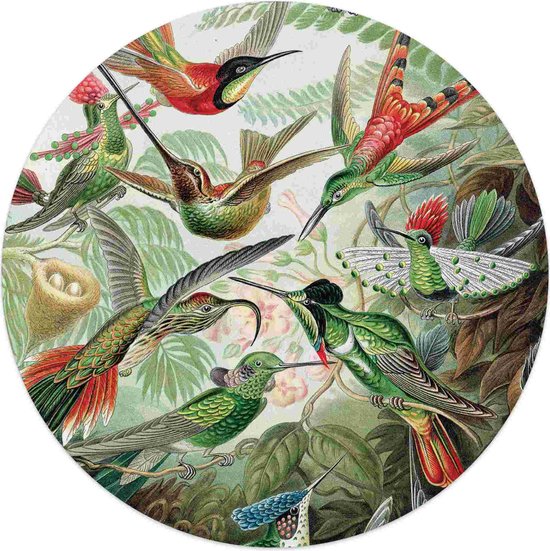 Plexiglasschilderij Hummingbirds Ø 50 cm