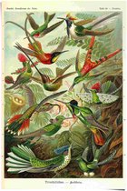 Poster Vogels 91,5x61 cm
