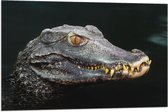 Vlag - Hoofd van Aligator met Scherpe Tanden in het Water - 90x60 cm Foto op Polyester Vlag