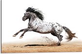 Dibond - Galopperend Zwart met Wit Gestipt Appaloosa Paard - 75x50 cm Foto op Aluminium (Wanddecoratie van metaal)