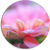 Dibond Muurcirkel - Close-up van Roze Bloemblaadjes - 50x50 cm Foto op Aluminium Muurcirkel (met ophangsysteem)