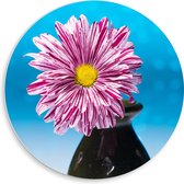 PVC Schuimplaat Muurcirkel - Roze Madeliefje in Zwart Vaasje tegen Blauwe Glitter Achtergrond - 50x50 cm Foto op Muurcirkel (met ophangsysteem)