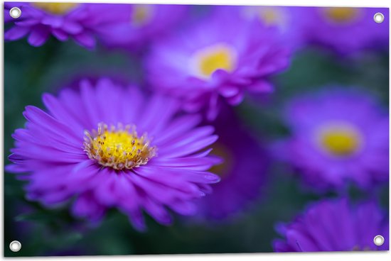 Tuinposter – Paarse Madeliefjes in het Veld - 75x50 cm Foto op Tuinposter (wanddecoratie voor buiten en binnen)