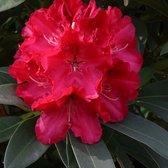 Rhododendron 'Willow's Ruby' - 40-50 cm