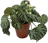 Begonia 'Silver Jewell' ↨ 30cm - hoge kwaliteit planten
